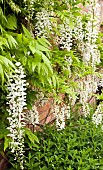 Wisteria floribunda Alba Japanese wisteria