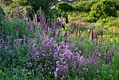 Silene Dioica Red CampionDigitalis Purpurea Foxgloves wild flowers