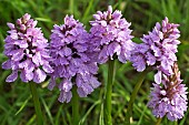 Dactylorhiza Maculata Orchid June