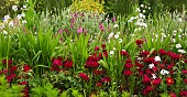Short lived perennial Dianthus Barbatus (Sweet William) and Biennial Hesperis Matronalis (Sweet Rocket) in beds at Cae Newydd (NGS) garden on the Isle of Anglesey, North Wales UK, June