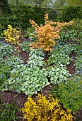 Acer with Brunnera macrophyllia Jack Frost