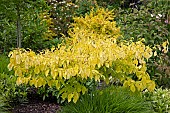 Cornus alba Aurea Golden Dogwood