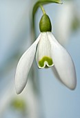 Galanthus Nivalis Single Snowdrop