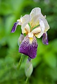 Bearded Iris x Germanica Lent a Williamson