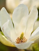 Magnolia, Denudata  Yellow River