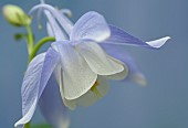 Aquilegia Columbine