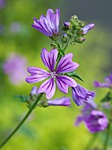 Lavatera Acerifolia Mallow