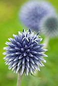 Echinops Bannaticus Globe Thistle