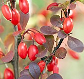 Berberis Thunbergii Helmond Pillar Red Barberry