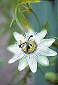 Passiflora Caerulea White Lightning Passion Flower