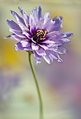 Catananche Caerulea Major Blue Cupidone