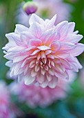 Soft focus Dalina Dahlia Midi