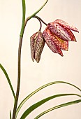 Snakes Head Fritillary Fritillaria meleagris