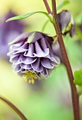 Aquilegia Columbine