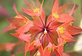 Euphorbia griffithii Fireglow