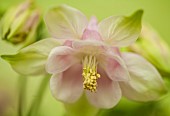 Soft focus Aquilegia Columbine