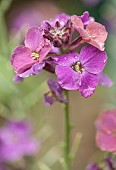 Erysimum Bowles Mauve Wall flower