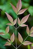 Close up foliage of Acer tree