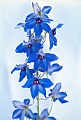 Delphinium Völkerfrieden Belladonna