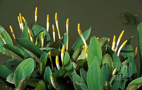 ORONTIUM_AQUATICUM