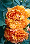 PAEONIA SOUVENIR DE MAXIME CORNU, (PEONY SOUVENIR DE MAXIME CORNU)