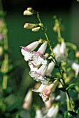 PENSTEMON SNOWSTORM