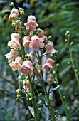 AZORINA VIDALII,  PINK, FLOWERS