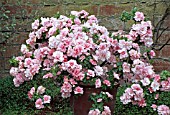 RHODODENDRON INDICUM (SATSUKI AZALEA),  USED FOR BONSAI