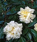 ROSA ALBERIC BARBIER, (ROSE ALBERIC BARBIER)