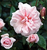 ROSA CECILE BRUNNER, (ROSE CECILE BRUNNER)