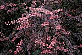 BERBERIS THUNBRGII ROSEGLOW