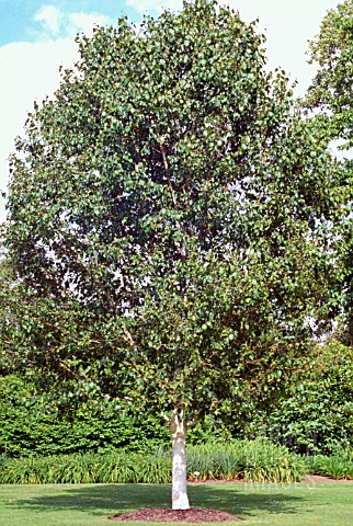 BETULA_UTILIS_VAR_JACQUEMONTII