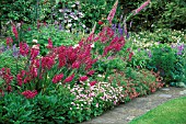 GLADIOLUS BYZANTINUS,  IN BORDER