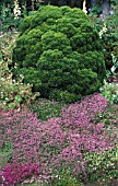 HEBE BOUGHTON DOME WITH THYME