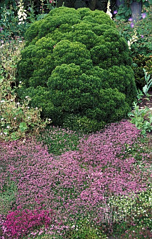 HEBE_BOUGHTON_DOME_WITH_THYME