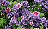 CAMPANULA LACTIFLORA AND ROSA PRESIDENT DE SEZE