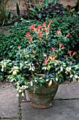PIERIS FOREST FLAME IN OLD CONTAINER