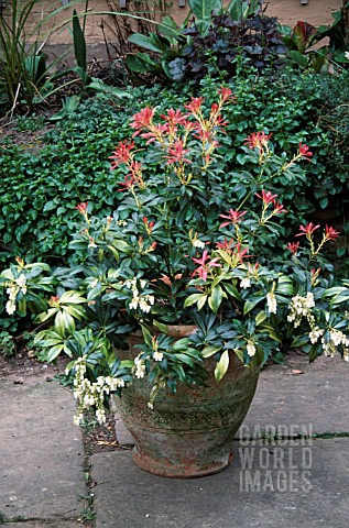 PIERIS_FOREST_FLAME_IN_OLD_CONTAINER