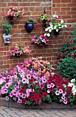 WALL BRICK WALLPOTS CONTAINERS IMPATIENS PETUNIAS.