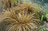 CAREX COMANS BRONZE FORM