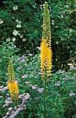 EREMURUS BUNGEI,  (SYN. STENOPHYLLUS),   FOXTAIL LILY