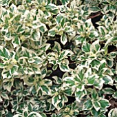 EUONYMUS FORTUNEI SILVER QUEEN