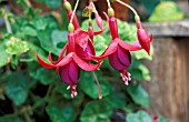 FUCHSIA,  BRILLIANT,    FLOWER NO FOLIAGE