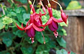 FUCHSIA,  BRILLIANT,    FLOWER NO FOLIAGE