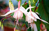 FUCHSIA MOONGLOW