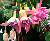 FUCHSIA WENDYS BEAUTY