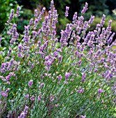 LAVANDULA GRAPPENHALL