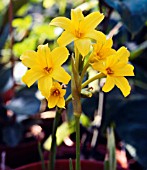 CHLIDANTHUS FRAGRANS, (DELICATE LILY)