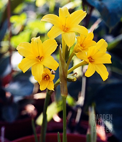 CHLIDANTHUS_FRAGRANS_DELICATE_LILY