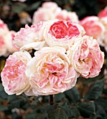 ROSA ENGLISH MISS, (ROSE ENGLISH MISS)